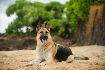 German Shepherd dog lying on beach with greenery