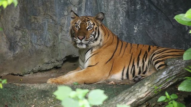 Tiger sleeps in a cave.