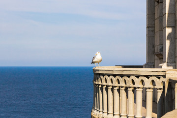 Seagull on the castle Swallow's Nest, Crimea