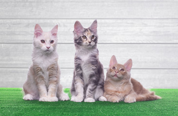 Beautiful stylish purebred maine coon cat. Animal portrait. Purebred cat is lying. Colorful decorations