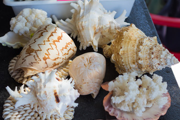 Shells and corals for beauty