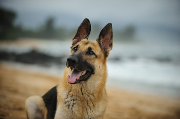German Shepherd dog portrait on dog beach