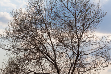 Fototapeta na wymiar Spring awakening of a tree