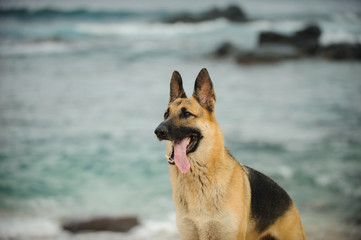 German Shepherd dog in front of rocky ocean shore