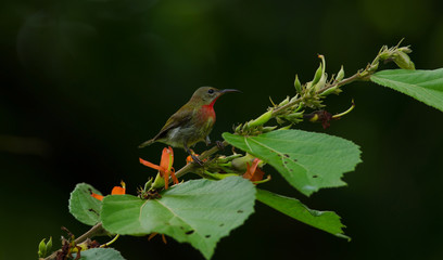 Crimson Sunbird perching on a branc