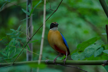 Blue-winged Pitta in nature of Thailand