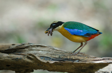 Blue-winged Pitta in nature of Thailand