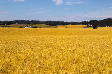 harvest time