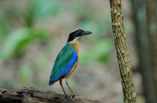 Blue-winged Pitta in nature of Thailand
