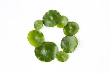 Round fresh green leaf arrangement in circle isolate on white background, for banner background, natural concept