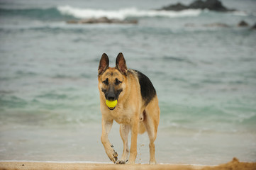 German Shepherd dog walking from ocean beach carrying tennis ball