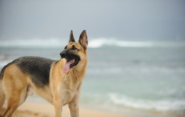 German Shepherd dog on ocean beach