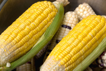 Sweet corn in pot