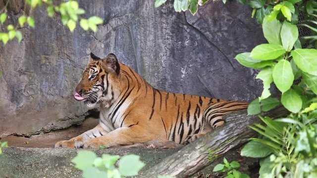 Tiger sleeps in a cave.