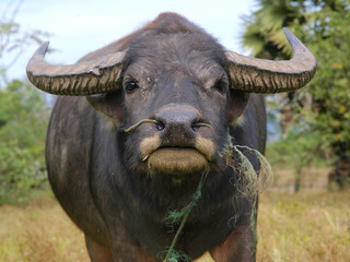 Portrait of a domestic water buffalo, Laos