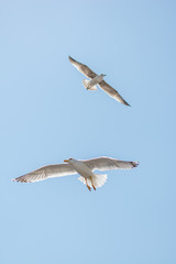 Two seagulls flying in a sky