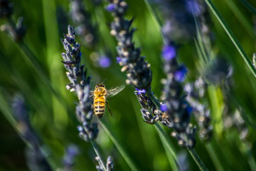 Honey Bee