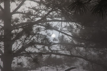 fog in pine forest