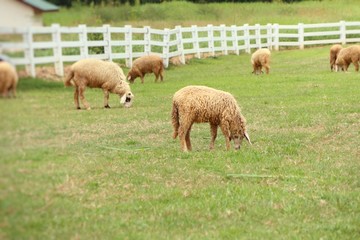 Fototapeta premium Sheep on the farm