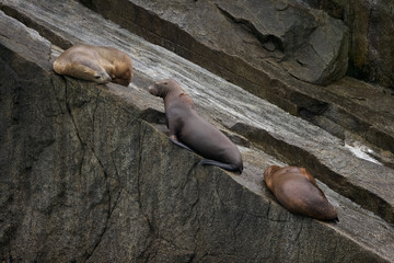 Steller Sea Lion (Eumetopias jubatus) hauled out, Kenai Fjords Alaska, USA