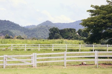 Fototapeta na wymiar White fence on the farm