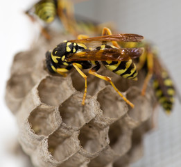 The wasp sits on an aspen