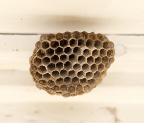 A small house for wasps with honey