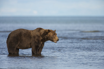 Fototapeta premium Grizzly Bear (Ursus arctos horribilis) searching for food, Lake Clark NP, Cook Inlet, Alaska