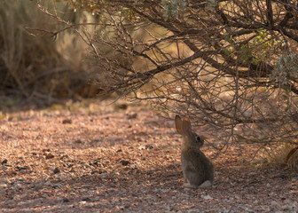 Young cottontail rabbit sitting under a desert bush in the shade 