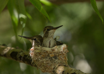 Two twenty two day old black chinned hummingbirds in a nest in a willow tree © Melani