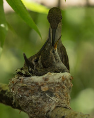 Female black chinned hummingbird feeding her two chicks