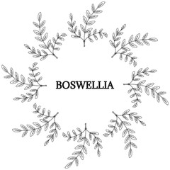 Boswellia, round frame 2