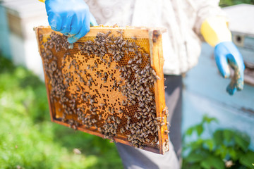 The beekeeper holds a frame with larvae of bees in his hands. Honeycombs are developing larvae of bees future generation of beneficial insects. Closeup