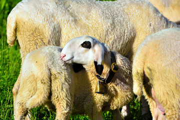 The sheep with the glasses of the villnosser (funes) brillenschaf is an extinct 