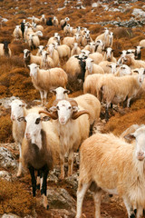 Obraz premium A flock of sheep