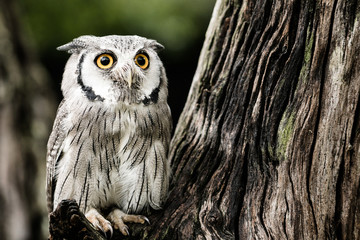 small white and gray owl sitting on a branch of a tree and observing the surroundings