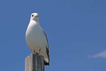 Seagull
