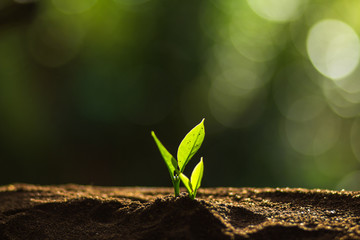 Plant a tree in nature,coffee tree,fresh