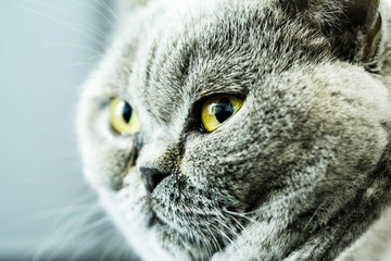 gray British shorthair female cat portrait 