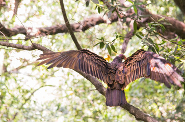 Turkey Vulture wings spread