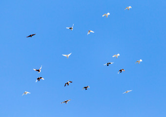 A flock of pigeons on a blue sky