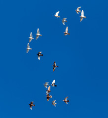 A flock of pigeons on a blue sky
