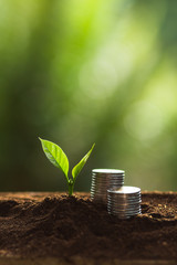 Plant a tree in nature,coffee tree,fresh