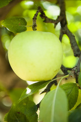 green apple