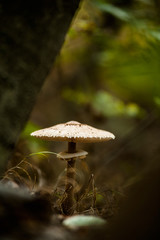 forest mushroom