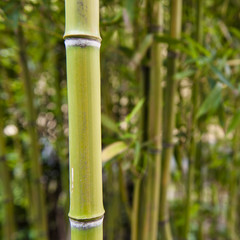 Obraz premium bamboo