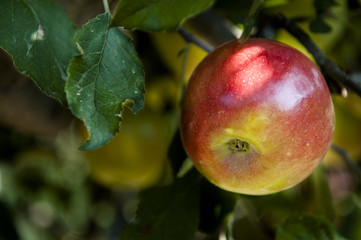 apple