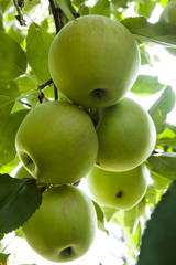 apples
