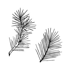 Hand drawn pine branch.