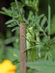 Heuschrecke, Orthoptera, Grashüpfer, Heupferd